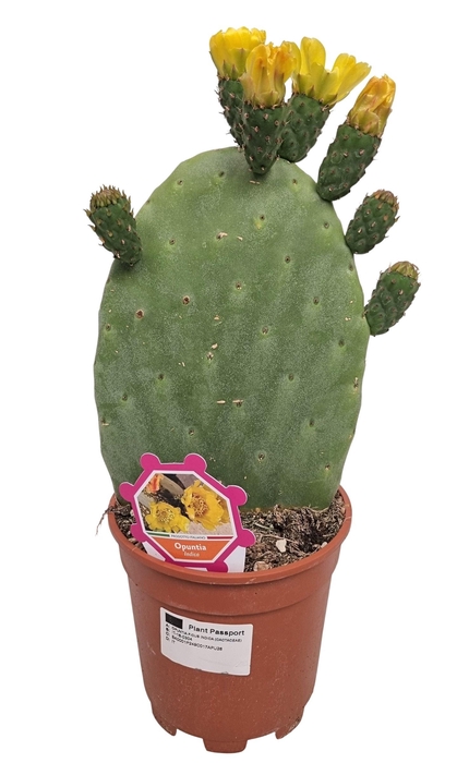 <h4>OPUNTIA</h4>
