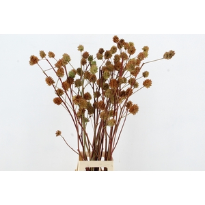 GLYCYRRH YUNNANEN ZD 100CM