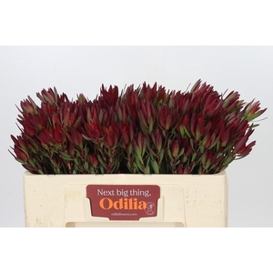 Leucadendron Blush Spray