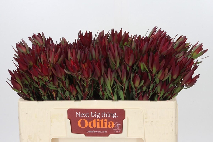 Leucadendron Blush Spray