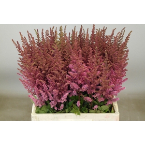 Astilbe Maggie Daley