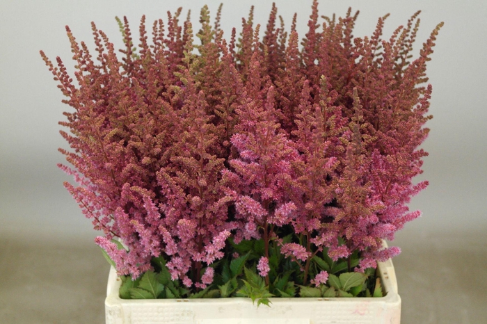 <h4>Astilbe Maggie Daley</h4>