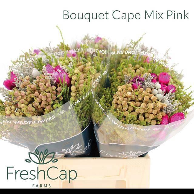 <h4>KAAPS GROE GEM IN BS</h4>