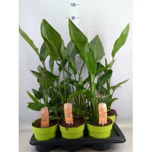 Strelitzia reg.   ...no flowers