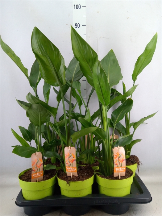 <h4>Strelitzia reg.   ...no flowers</h4>