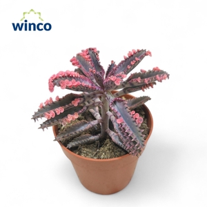 KALANCHOE DAIGREMONT