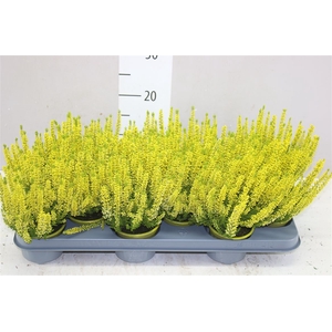 Calluna Painted Yellow