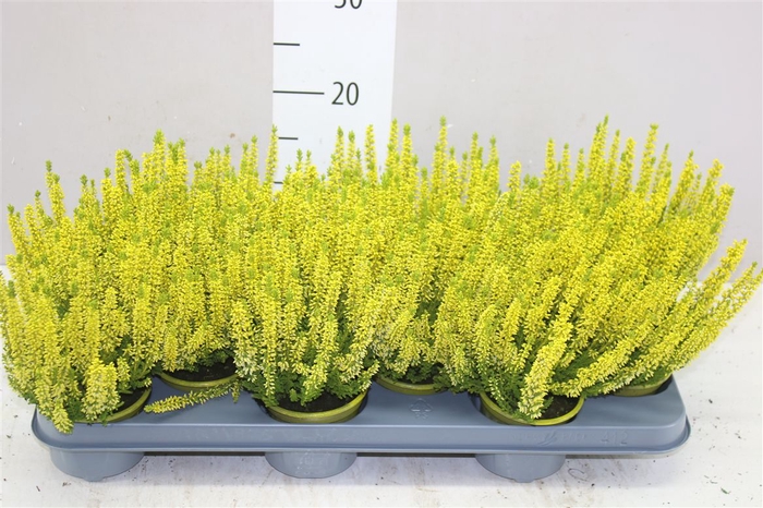 <h4>Calluna Painted Yellow</h4>