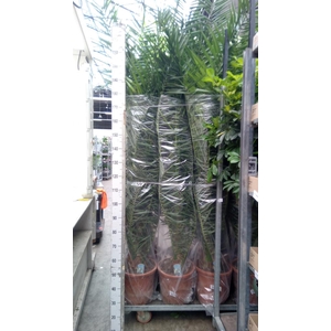 Phoenix canariensis