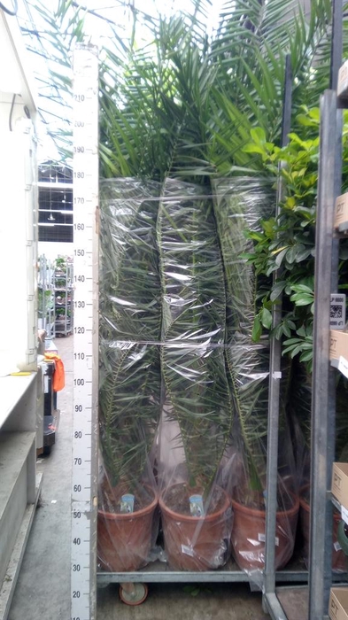 <h4>Phoenix canariensis</h4>
