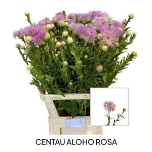Centaurea Aloho Pink