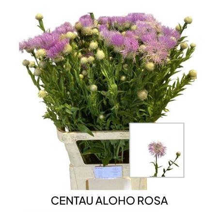 <h4>Centaurea Aloho Pink</h4>