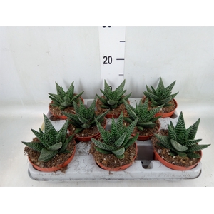 xGasterhaworthia  'Royal Highness'