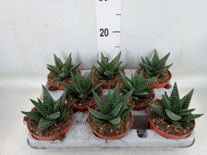 <h4>xGasterhaworthia  'Royal Highness'</h4>