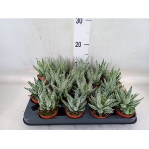 Aloe humilis