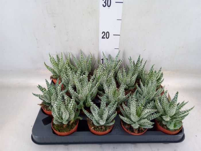 <h4>Aloe humilis</h4>