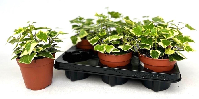 <h4>SENEC MACR VARIEG</h4>