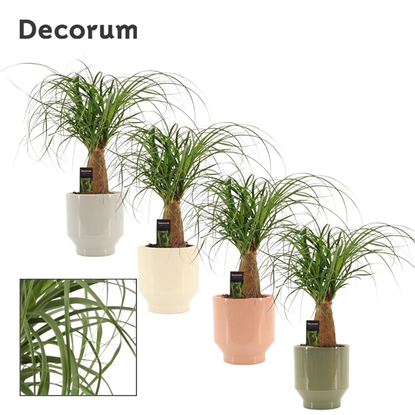 <h4>Beaucarnea recht 12 cm in Pato (Deco-Collection)</h4>