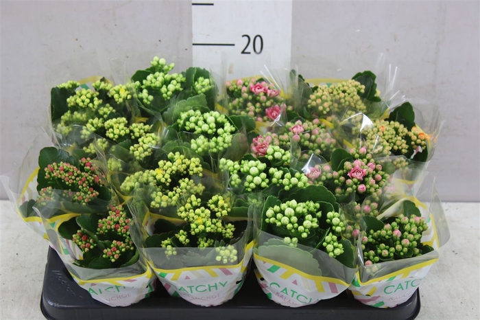 <h4>Kalanchoe Calandiva Mix</h4>