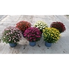 218 SV : P19 Bolchrysant in 5 kleuren - Serre teelt