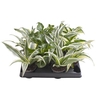 DRACAENA MIX P6 X20