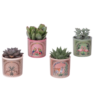 Succulenten mix Ø8,5cm in Ceramic Pot Exotic Animals Ø10cm