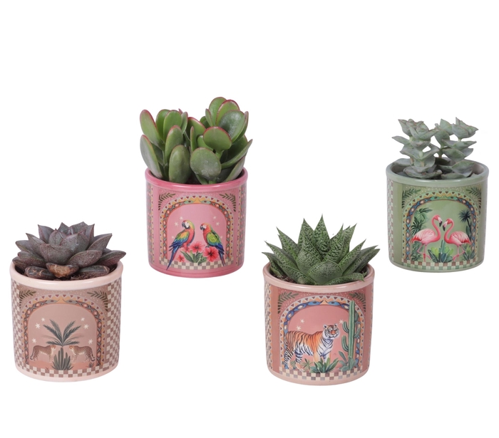 <h4>Succulenten mix Ø8,5cm in Ceramic Pot Exotic Animals Ø10cm</h4>