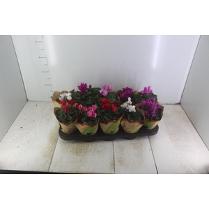 CYCLAMEN MINI P11