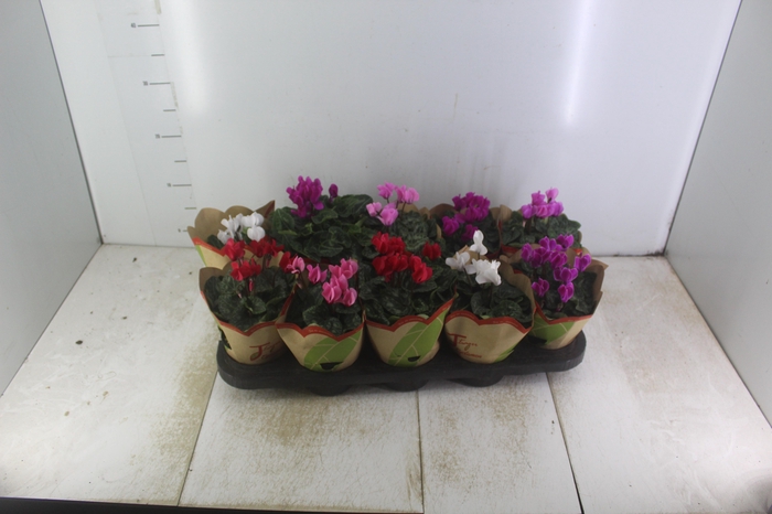 <h4>CYCLAMEN MINI P11</h4>