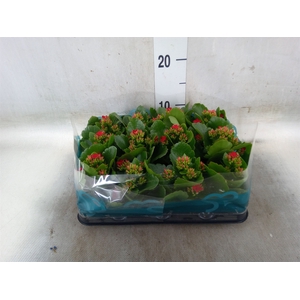 Kalanchoe blos.   ..