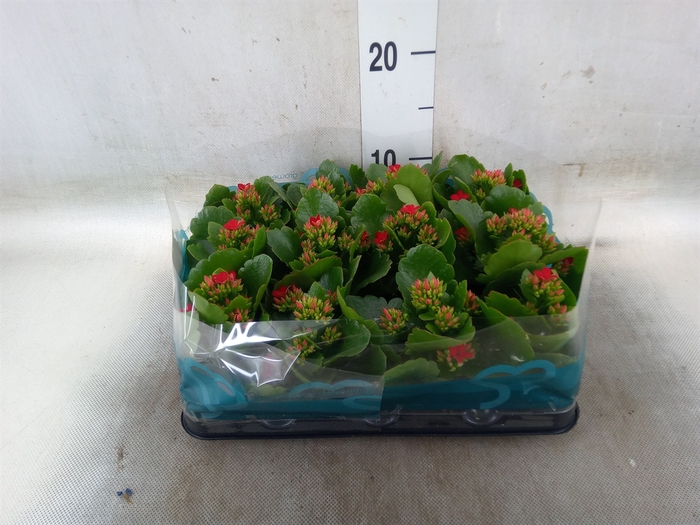 <h4>Kalanchoe blos.   ..</h4>
