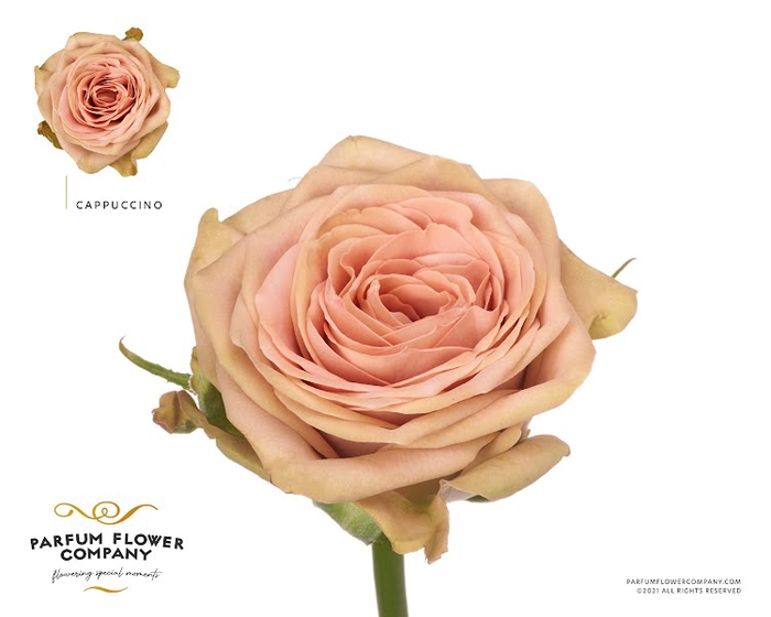 <h4>Rosa Premium Cappuccino</h4>