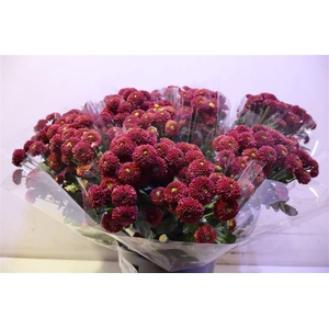 Chr S Aaa Purpet Red X5