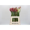 Nerine Mix
