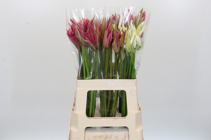 Nerine Mix