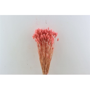 Dried Phalaris X5 Frosted L. Pink Bunch