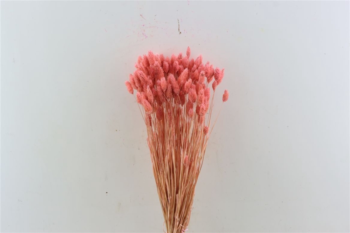 <h4>Dried Phalaris X5 Frosted L. Pink Bunch</h4>