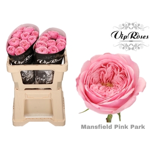 R Kl Pink Mansfi Park X20