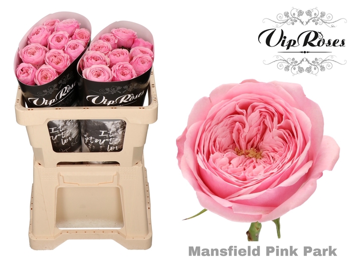 <h4>R Kl Pink Mansfi Park X20</h4>