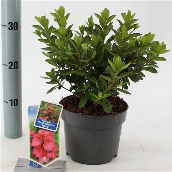 <h4>Rhododendron (AJ) FLASH DANCE™ Salmon ('Minsam7'PBR)</h4>