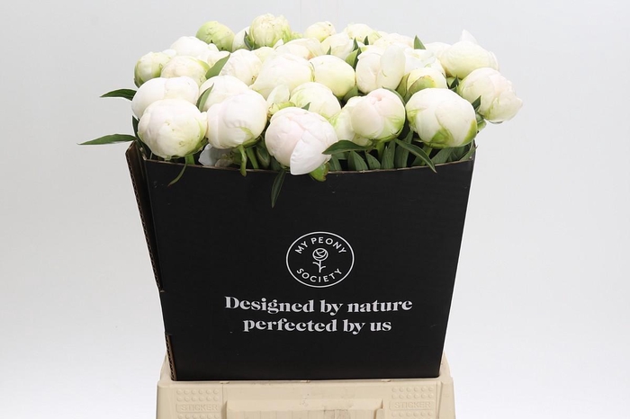 <h4>Paeonia Madame Claude Tain</h4>