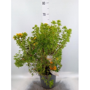 Potentilla frut.