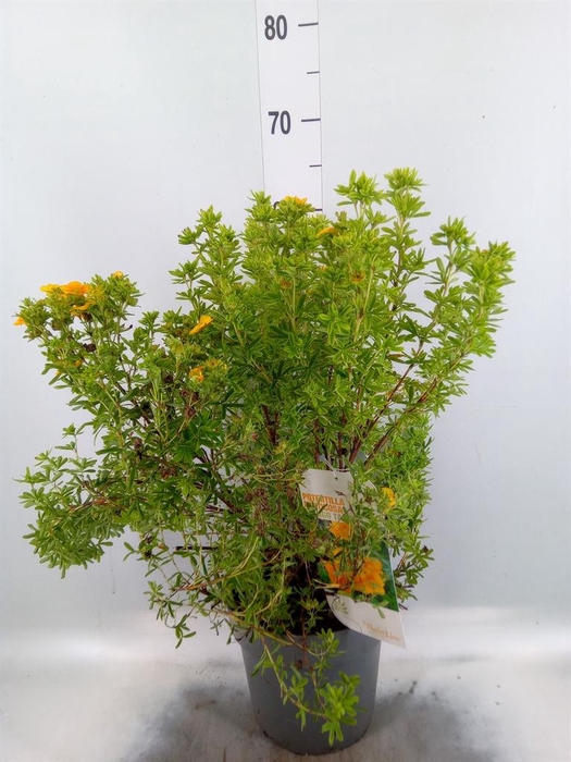 <h4>Potentilla frut.</h4>