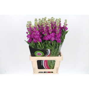 Matthiola Iron Rose