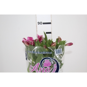 ALSTROEMERIA STRATUS 080 CM