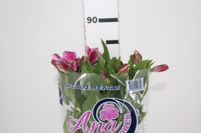<h4>ALSTROEMERIA STRATUS 080 CM</h4>