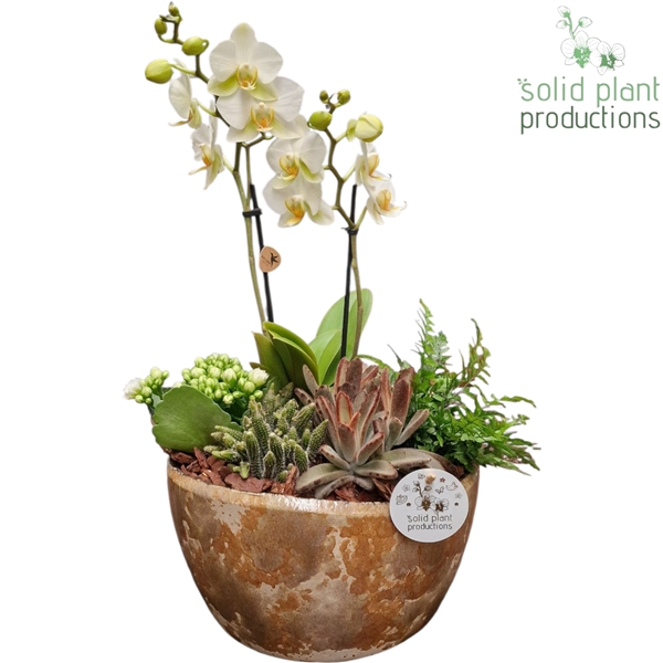 <h4>PH084 Olivia Taupe Phalaenopsis</h4>