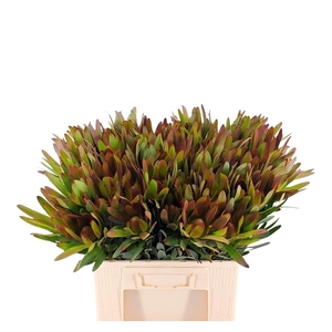 Leucadendron Ay African Sky