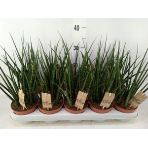 Sansevieria  'Fernwood'