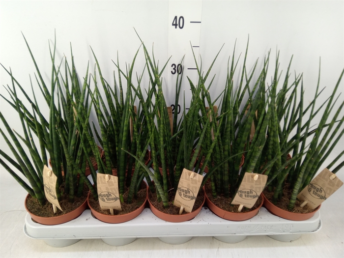 <h4>Sansevieria  'Fernwood'</h4>